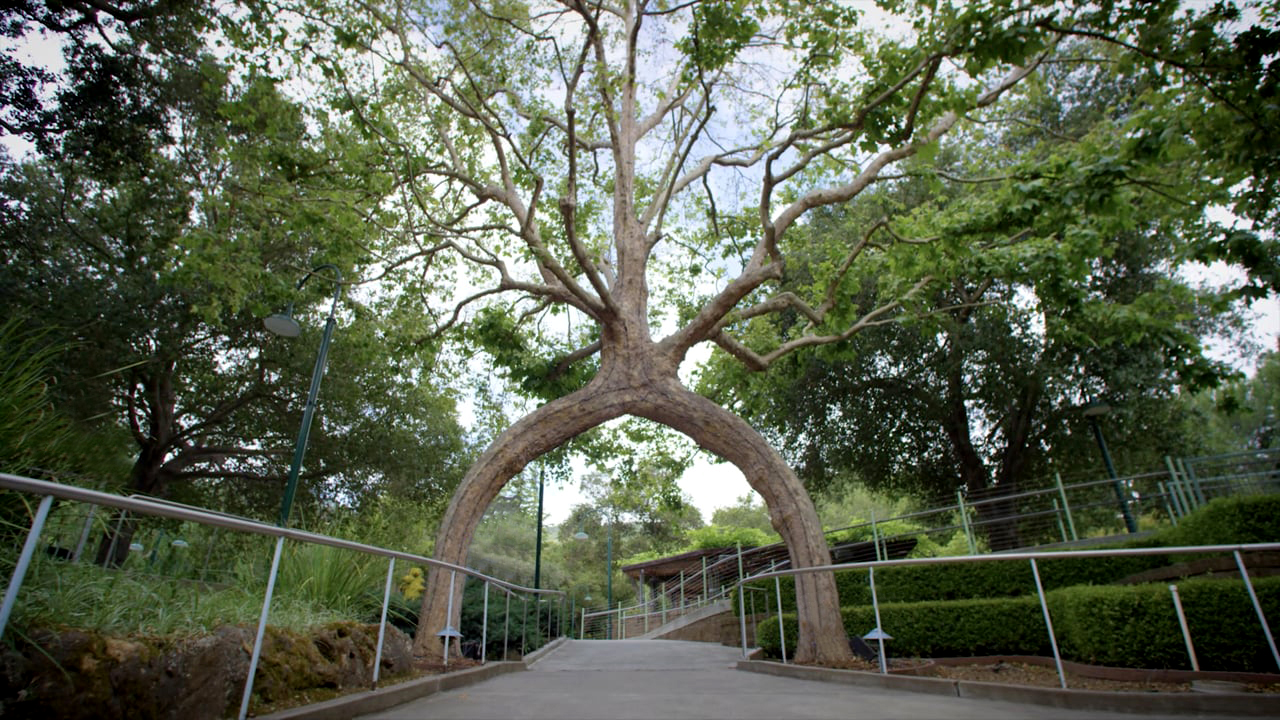 Amazing wood stories: the man who talked to trees